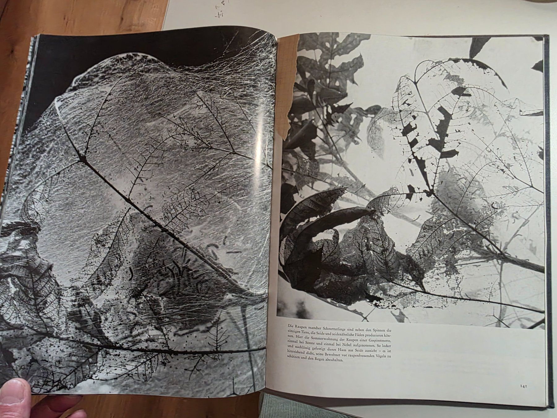 Libri: Das Antlitz der Natur - Andreas Feininger - 1957 – Usato da Walterswil BE venduto da Lonitti 9