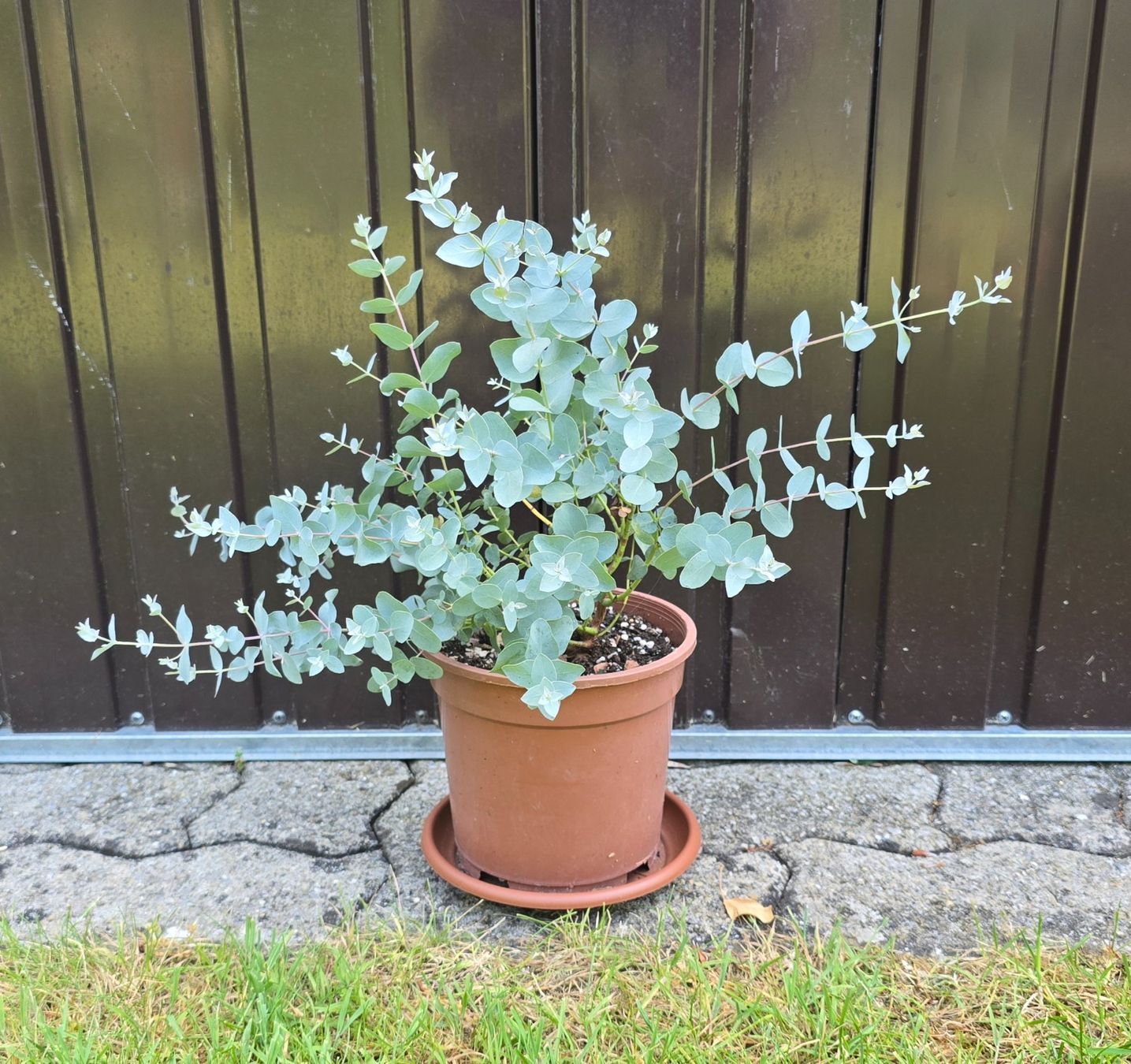 Pflanzen & Samen: Eukalyptus – Neu (gemäss Beschreibung) aus Aarburg von popkorn65 3