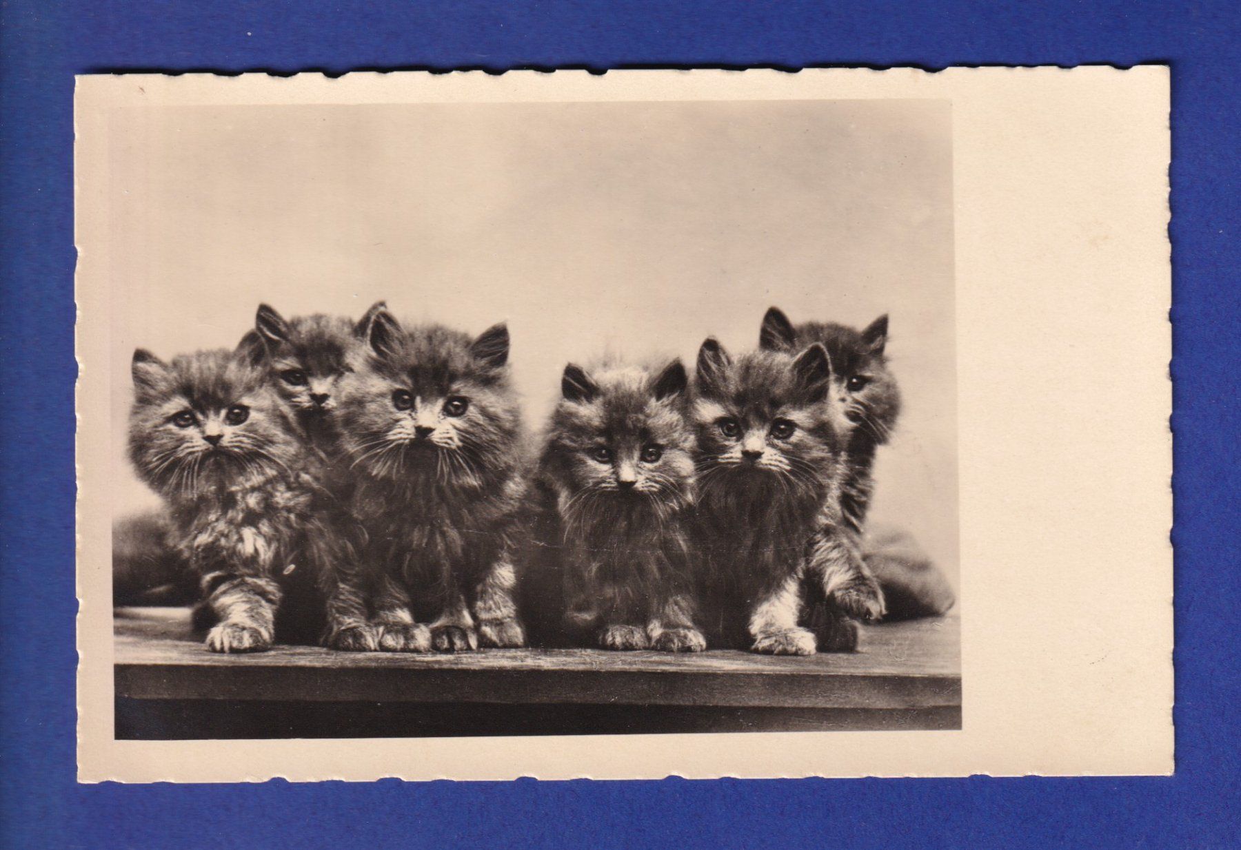 Cartes postales: CHAT - Plein de chatons – D'occasion à Pully par nicecards-shop