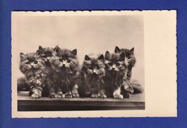 CHAT - Plein de chatons