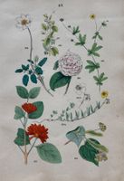 Antike Lithographie BOTANIK, 1880 - Dekorativ, 27 x 18 cm