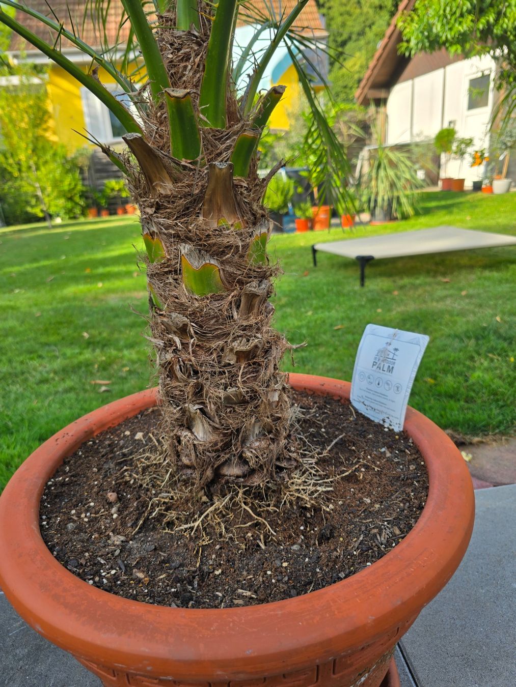 Piante & sementi: Phoenix Palme roebelenii mit Topf – Usato da Aarburg venduto da popkorn65 4