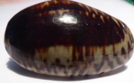OLIVA BULBOSA- SCHWARZ /WEISSE OLIVEN-MUSCHEL;-SELTENE FARBE