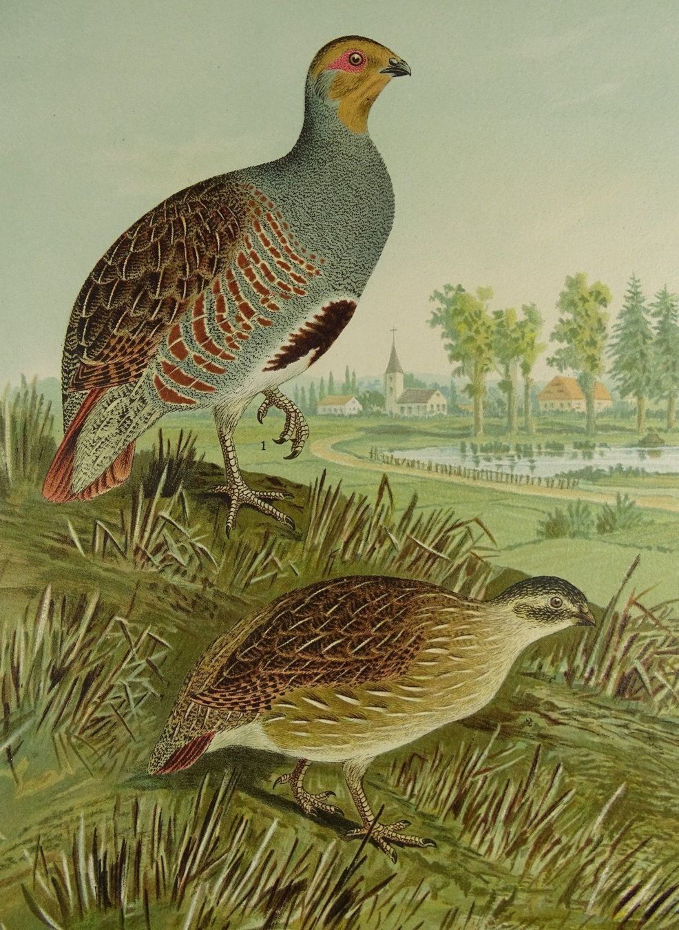 Grafica & Litografie: REPHUHN, CHROMOLITHOGRAPHIE UM 1900 – Usato da Grüningen venduto da Kartensammler 3