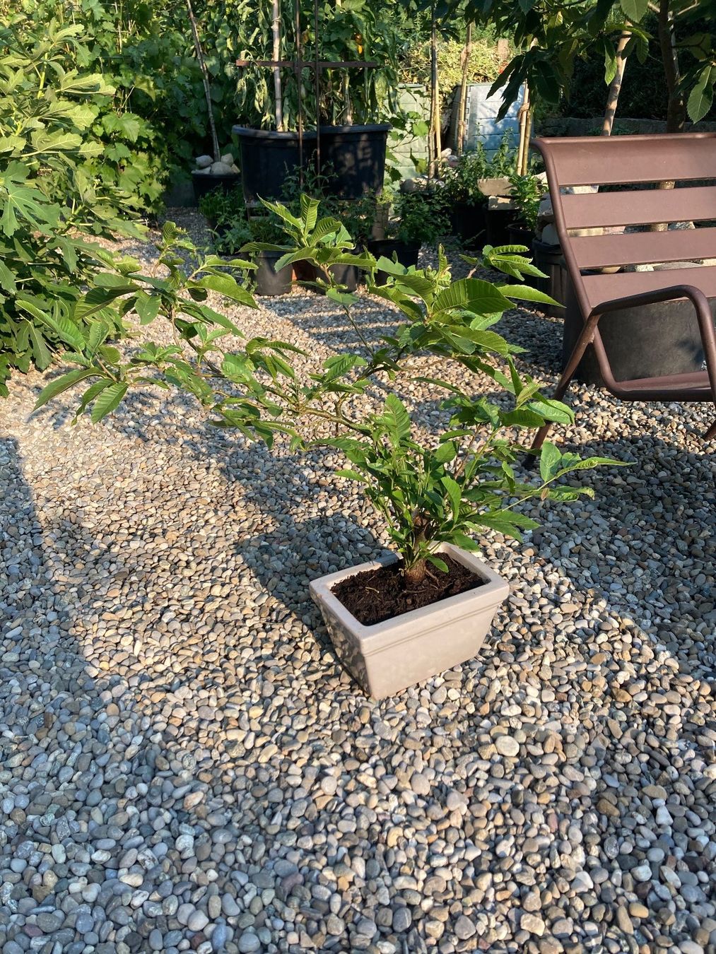 Piante & sementi: Bonsai von der Edelkastanie – Usato da Uttwil venduto da Dolphin7