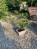 Bonsai von der Edelkastanie