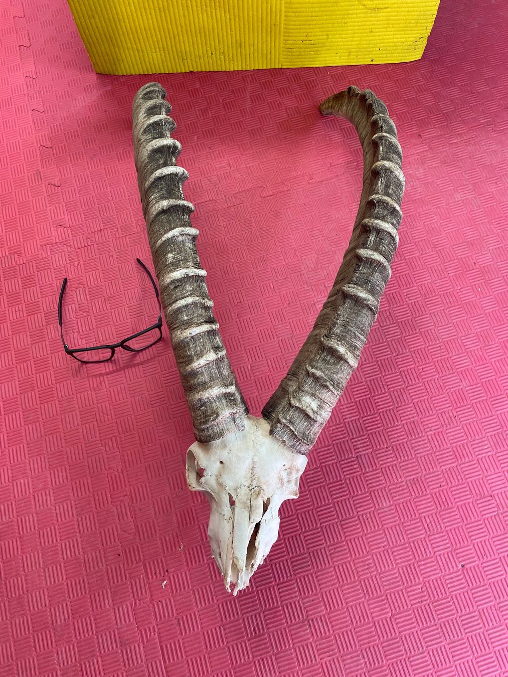 Altre raccolte & rarità: Steinbock Geweih – Usato da Bichelsee venduto da Harrier0 1