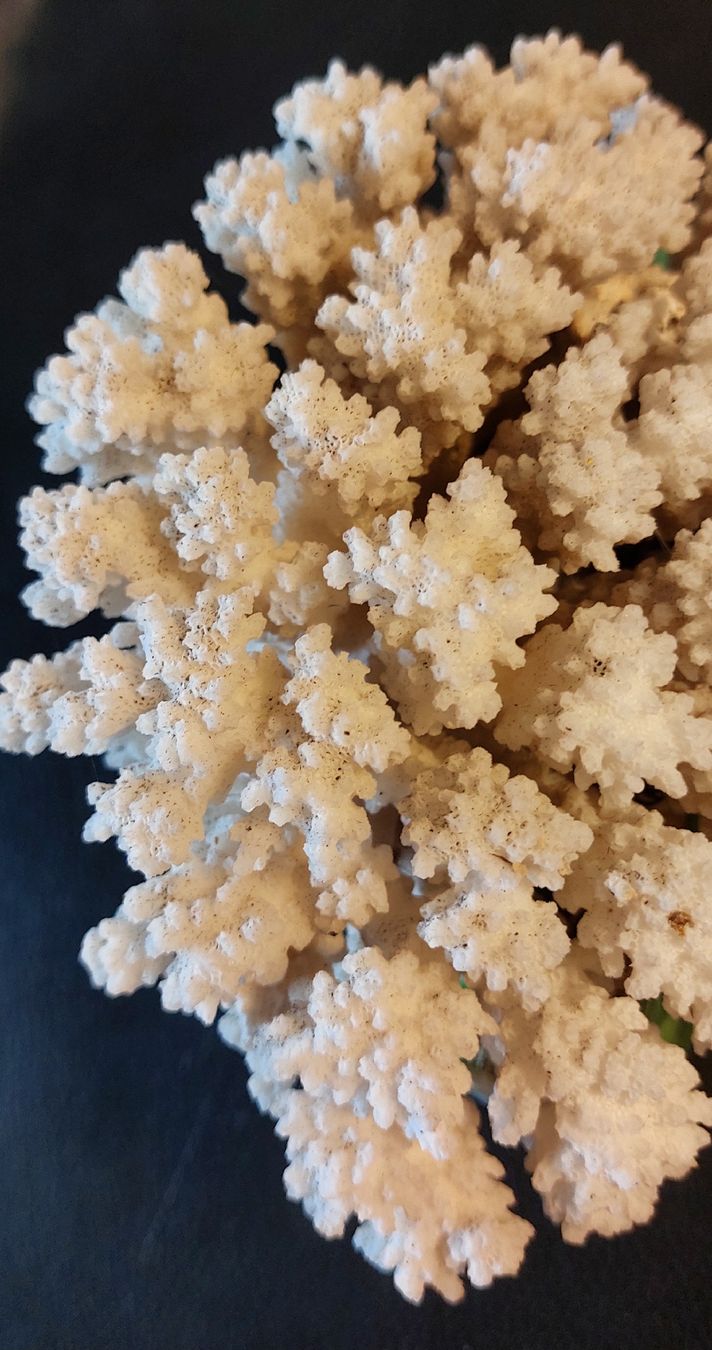 Tutte le decorazioni: Echte, dekorative Koralle. 538g – Usato da Fehraltorf venduto da Albino61 3