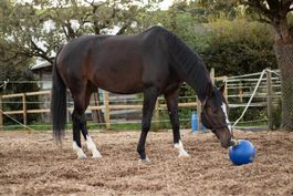 Raufutterball für Pferde und Grosstiere NEU