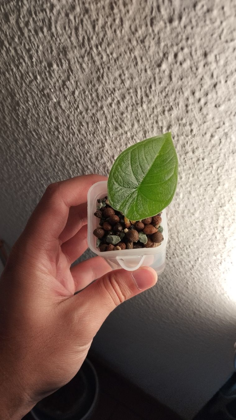 Piante & sementi: Alocasia Melo 🌱 – Nuovo (secondo la descrizione) da Zürich venduto da nik_2qzj 1
