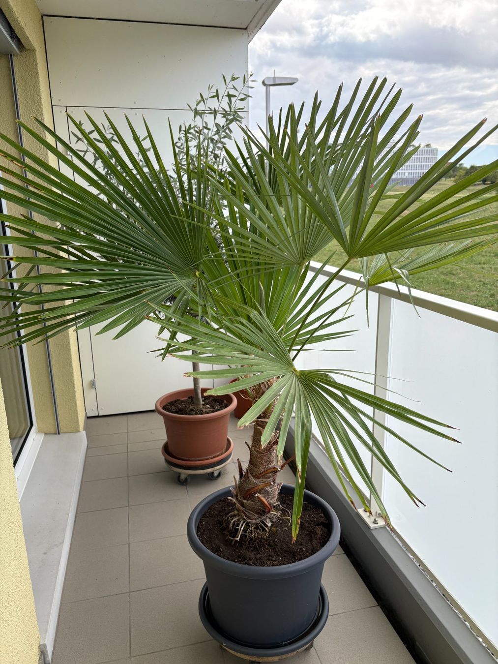 Plantes & graines: grosse Hanf-Palme – D'occasion à Frasnacht par Swissroll 1