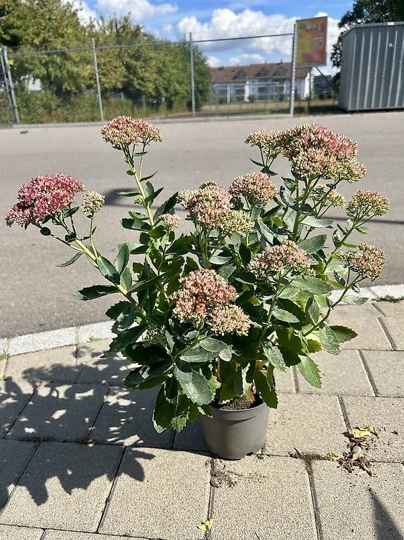 Piante & sementi: Fetthenne / Herbstfreude  – Nuovo e nell'imballaggio originale da Frauenfeld venduto da Irene.Schuppli
