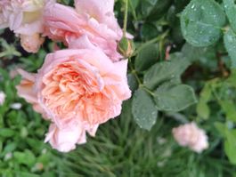 Rose alte Sorte lachsorange gefüllt und duftendd