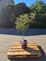 Apfelbaum ‘Elstar’ – Malus domestica ‘Elstar’ ca. 150 cm