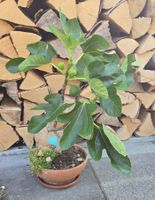 Feigenbaum Bonsai Art, viele Früchten
