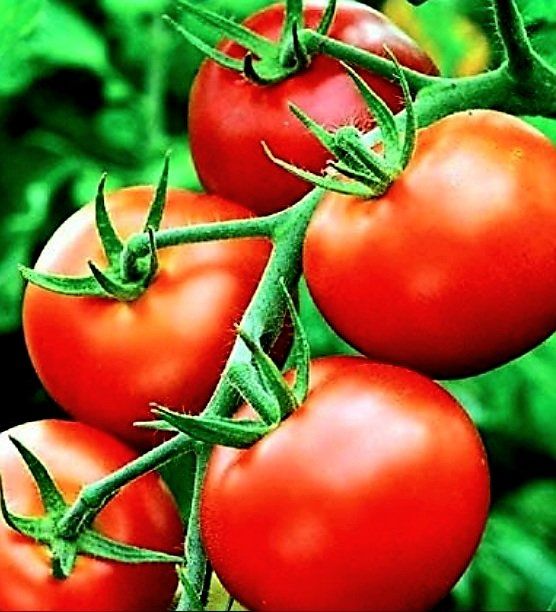 Piante & sementi: Ab 5.- fr 5 Samen Tomate "MONEYMAKER" – Nuovo e nell'imballaggio originale da Rovio venduto da POSITIFFARTandPLANTS 1