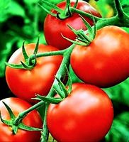 25 Samen Tomate "MONEYMAKER"