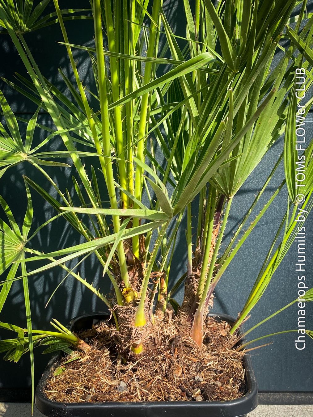 Piante & sementi: Chamaerops Humilis - fürs Haus oder Garten - robuste Palme – Nuovo e nell'imballaggio originale da Adliswil venduto da astom369 3