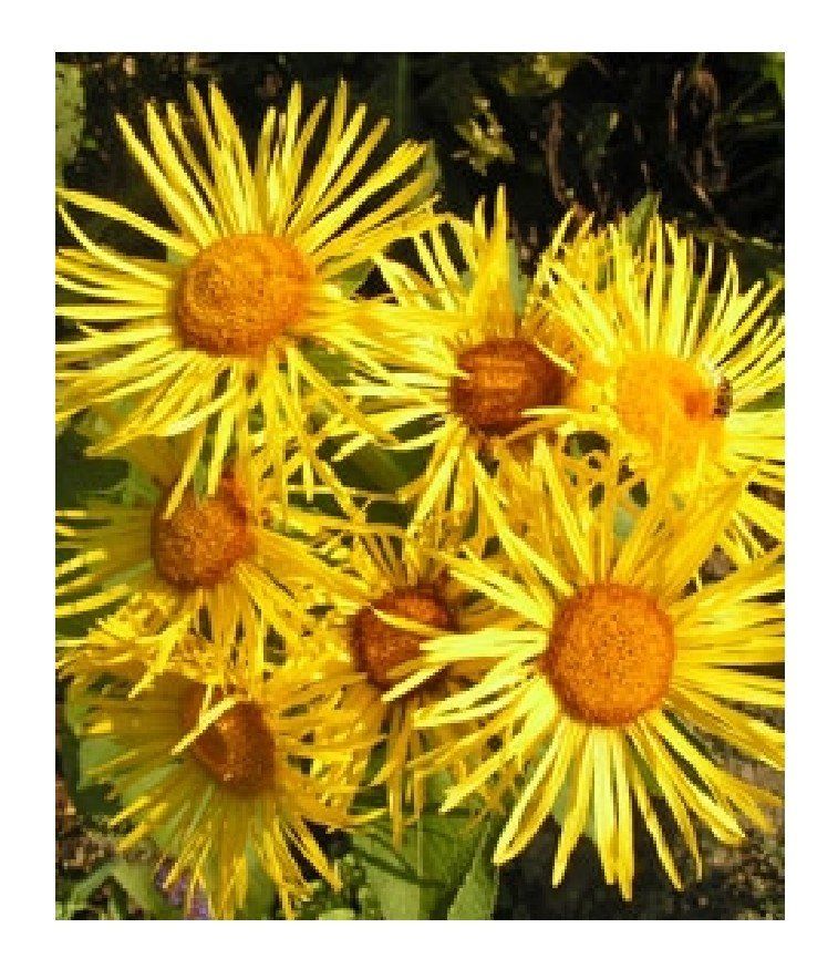 Piante & sementi: Echter Alant - Inula helenium - 100 Samen – Nuovo e nell'imballaggio originale da Sumiswald venduto da Cham14558