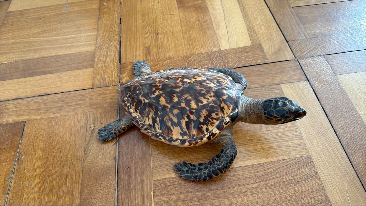 Monde des animaux: Wunderschön präparierte Schildkröte – D'occasion à Basel par Ramses1179