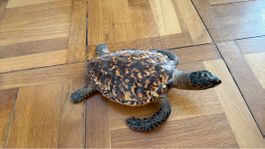 Wunderschön präparierte Schildkröte