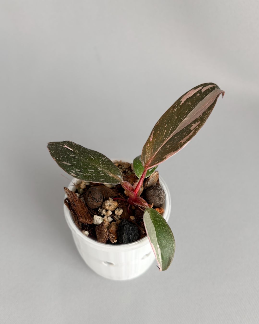 Plantes & graines: Philodendron Pink Princess – Neuf (Voir description) à Seuzach par ani_ma