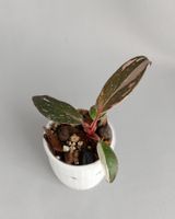 Philodendron Pink Princess