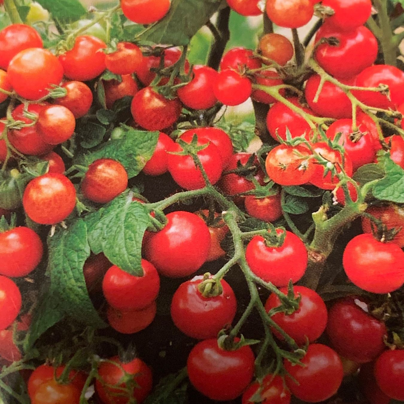 Pflanzen & Samen: Red Cherry Cocktail TOMATE, Balkontomate/  6 Samen – Neu und originalverpackt aus Hinteregg von ERFOLG78