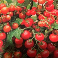 Red Cherry Cocktail TOMATE, Balkontomate/  6 Samen