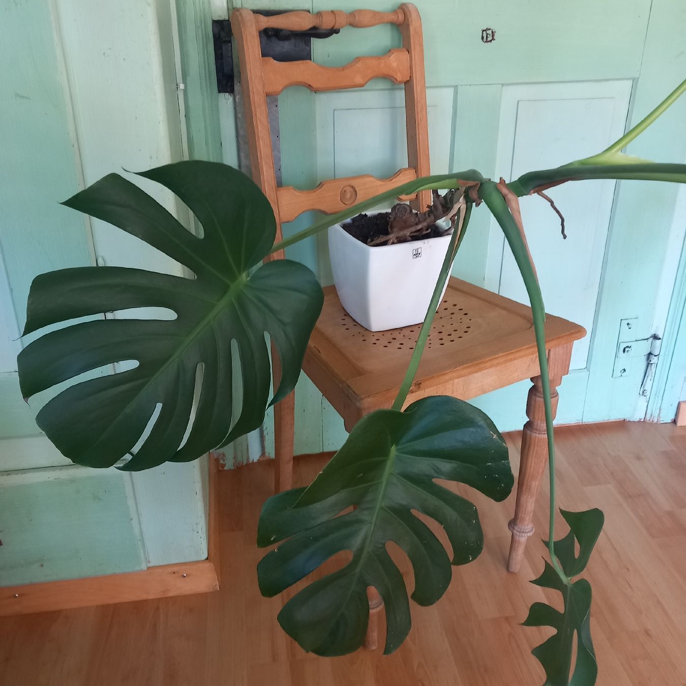 Piante & sementi: Monstera Zimmerpflanze im Topf  – Usato da Ebnat-Kappel venduto da blazzi 3