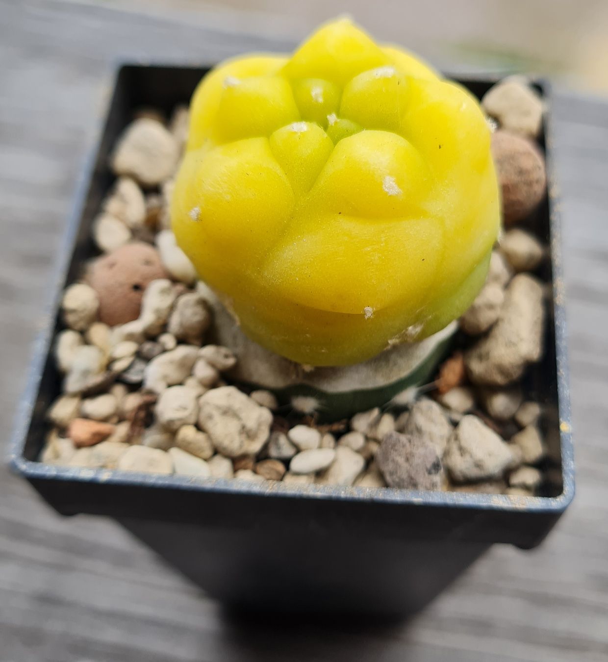 Pflanzen & Samen: Lophophora Diffusa Variegata Graft – Gebraucht aus Basel von fra_h7bq 1