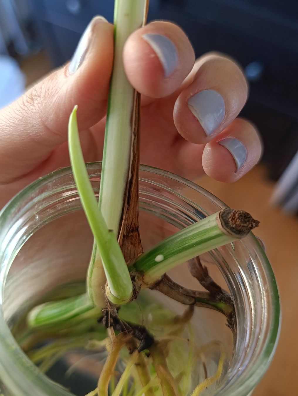 Plantes & graines: Monstera Variegata Steckling – Neuf (Voir description) à Baar par L.isa28 2