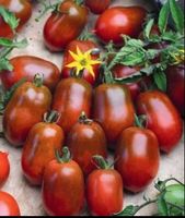 Cocktail TOMATE Sandy Belle / 5 Samen