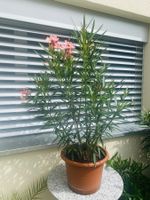 Oleander hellrosa/lachs,  Höhe 125 cm