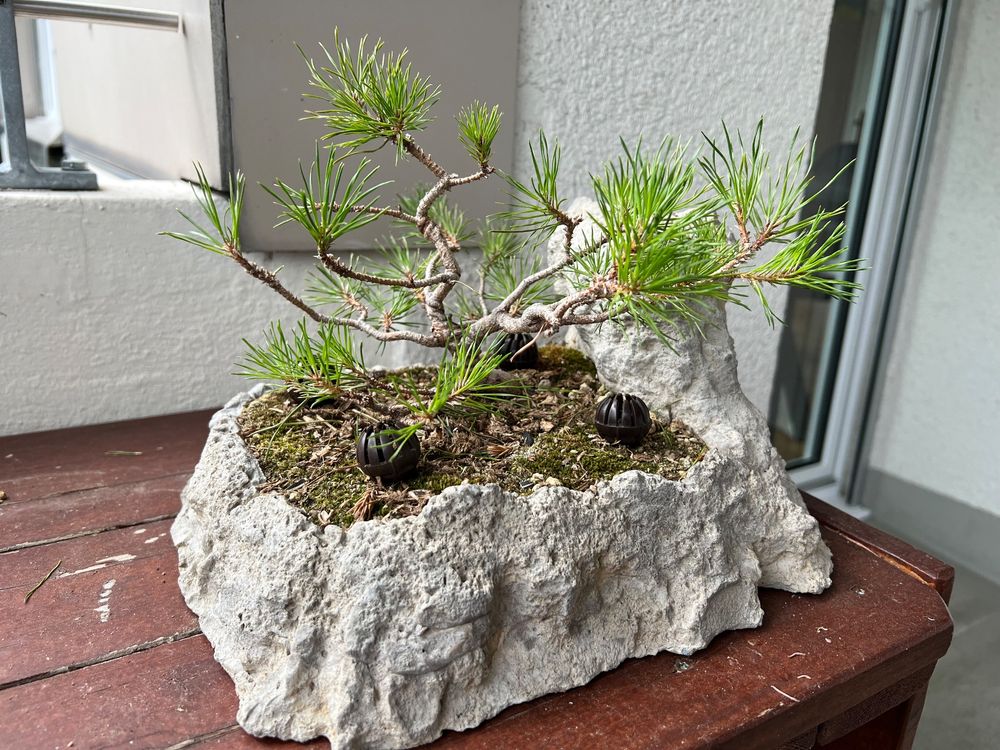 Kiefer Bonsai Kaufen auf Ricardo
