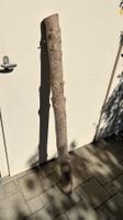 Rarität: Stamm von Stechlaub Baum