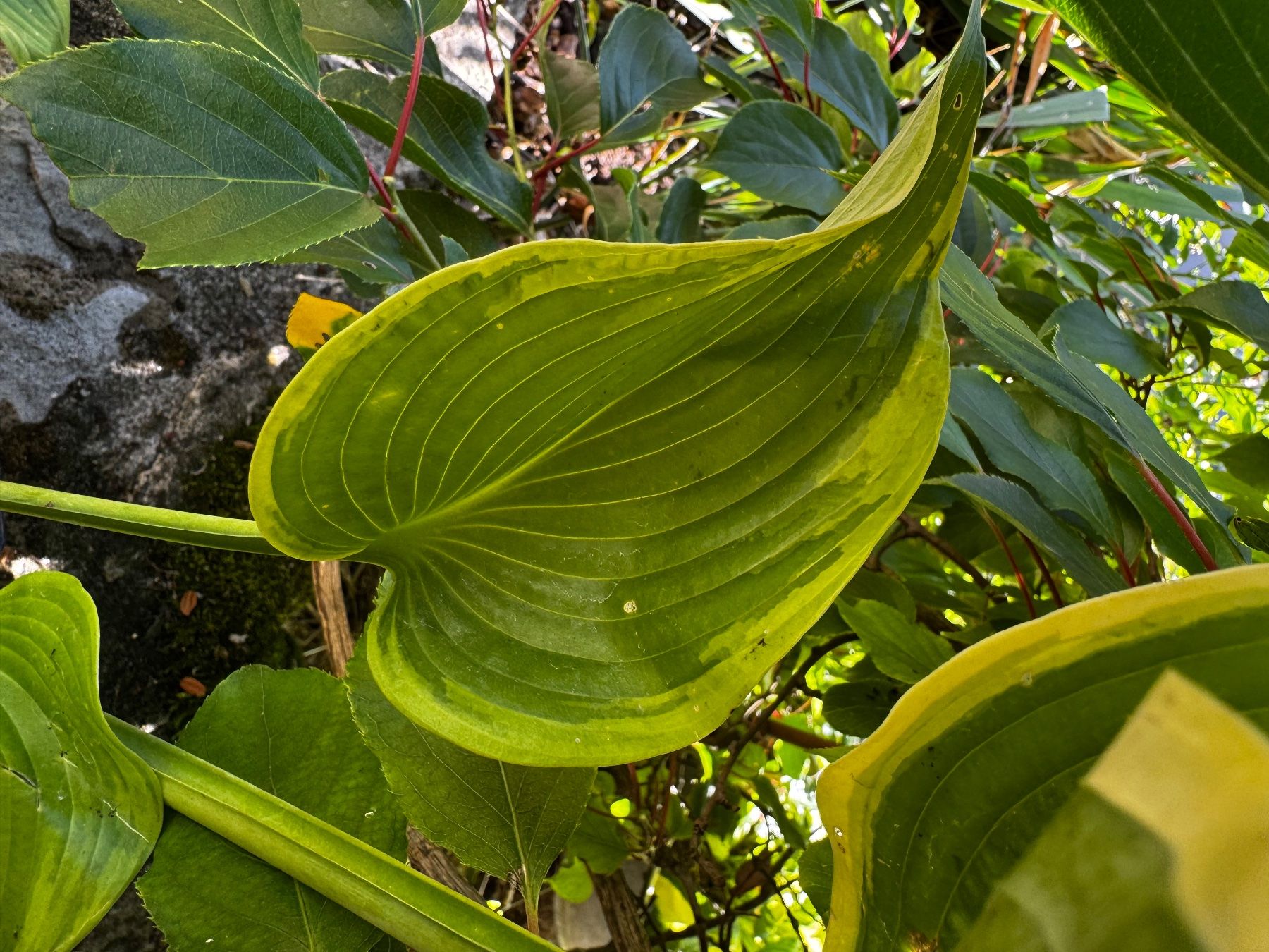 Plantes & graines: Hosta unchained melody – D'occasion à Lajoux JU par Briard0 1