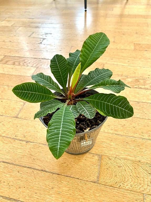 Piante & sementi: Pianta Exotica – Nuovo e nell'imballaggio originale da Lugano venduto da dir_5287