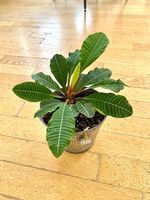 Pianta Exotica