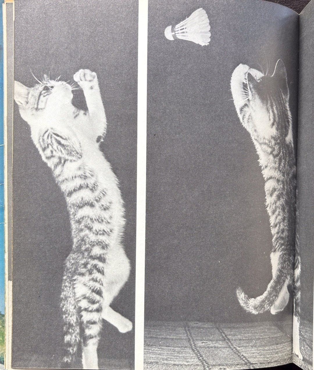 Libri: Katzen die wir lieben – Nuovo (secondo la descrizione) da Sarnen venduto da Livres 7