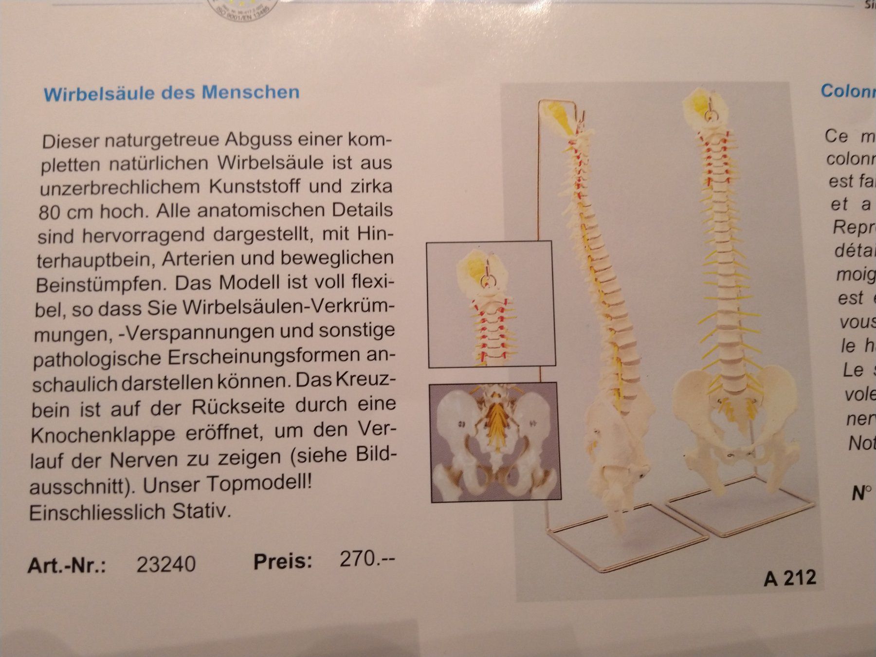 Attrezzature mediche: Flexible Wirbelsäule mit Stativ – Usato da Rieden AG venduto da willy52 4
