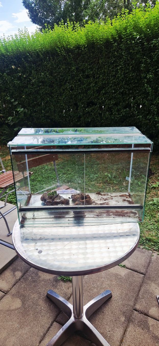 Terrario: Terrarium Glas 60 x 40 x 30 – Usato da Zürich venduto da Serz