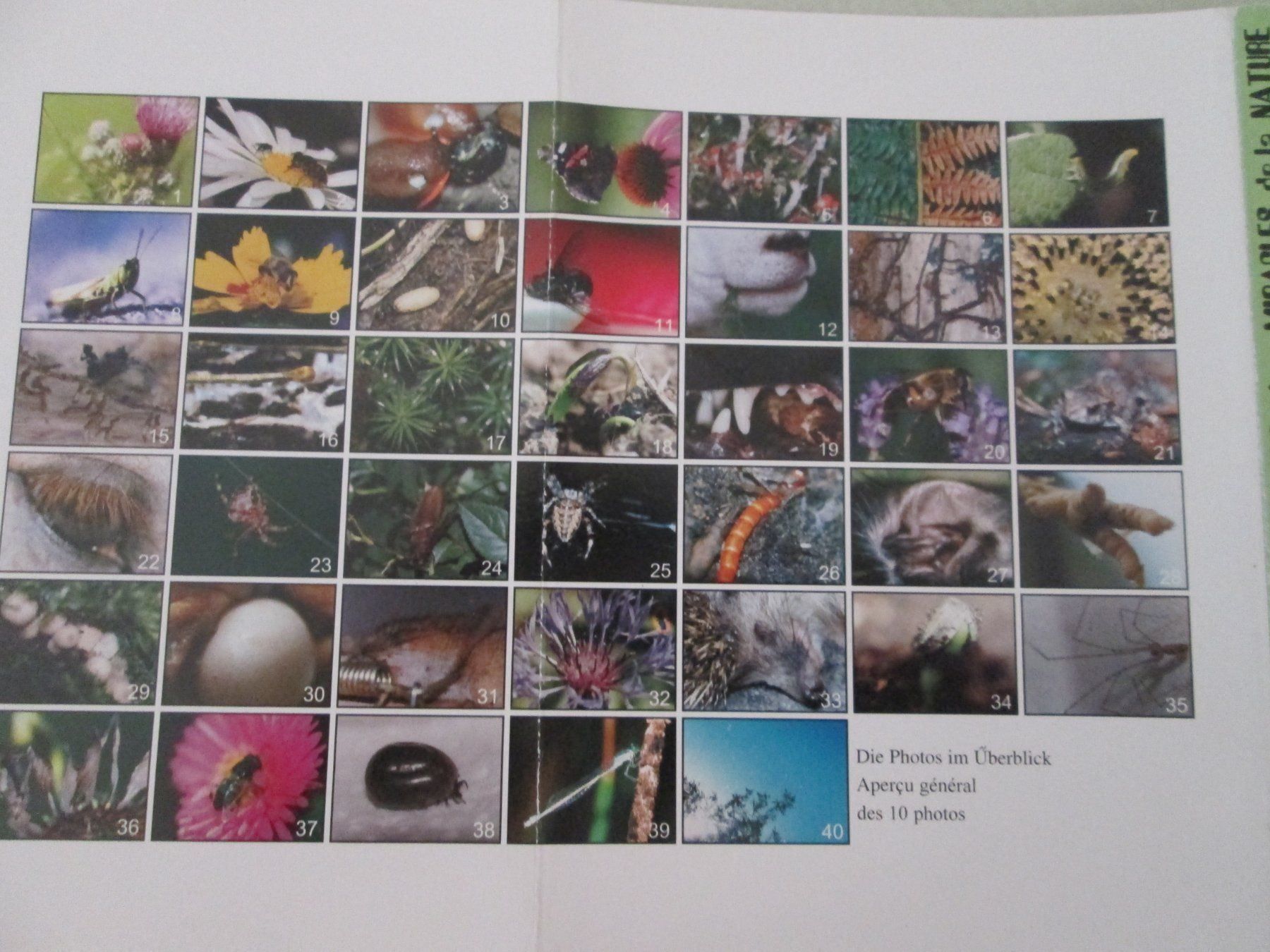 Libri: Wunder der Natur – Usato da Neuchâtel venduto da Dualseele 9