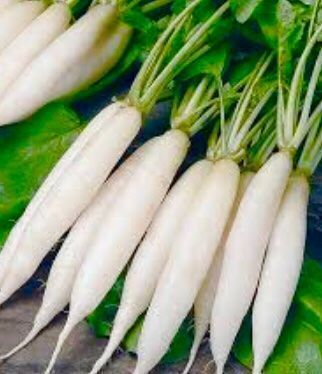Pflanzen & Samen: 50 Samen Langer weißer Rettich "DAIKON" 50 Samen – Neu und originalverpackt aus Rovio von POSITIFFARTandPLANTS 2