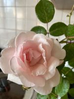 ROSE - ROSEN - KLETTERROSE „LAMON“  HELLROSA