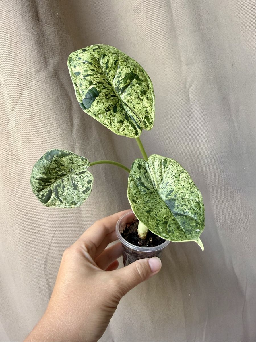 Pflanzen & Samen: 🥰 Alocasia Dragon Scale Mint – Neu (gemäss Beschreibung) aus La Tour-de-Trême von LyAmy