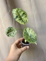 🥰 Alocasia Dragon Scale Mint