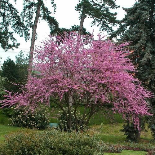 Piante & sementi: Arbre de Judée  2x 20cm  (cercis S.) – Nuovo e nell'imballaggio originale da Bremblens venduto da FIBONACCI369 3