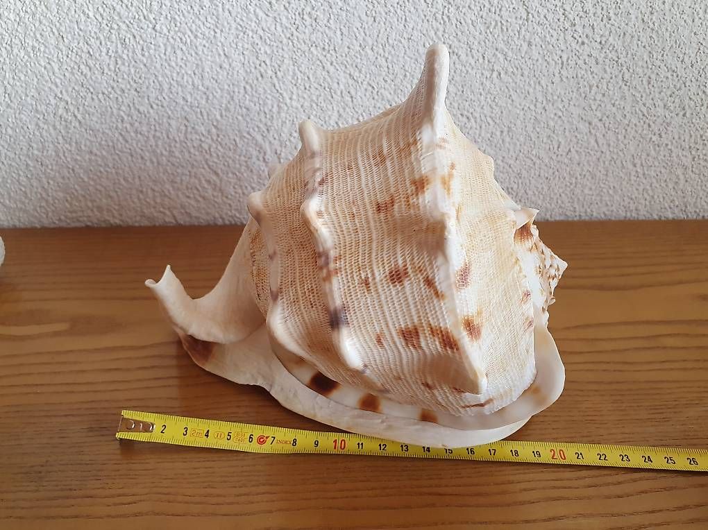 Piante & sementi: Wunderschöne Cassis Cornuta, ca. 21 cm – Usato da Romanshorn venduto da chr_ffc5 1