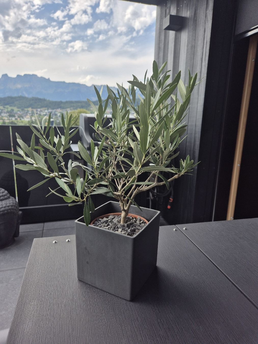 Plantes & graines: Olivenbäumchen mit Topf – Neuf avec emballage d'origine à Schaanwald par Gismo034 2